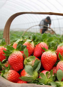 草莓病虫害防治