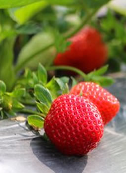 草莓适时栽植