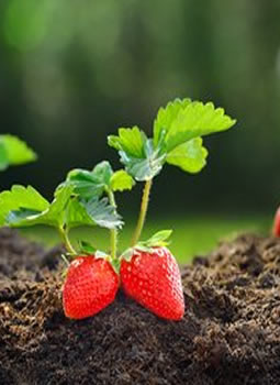 草莓栽后管理土肥水管理