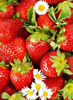 草莓栽后管理花果管理