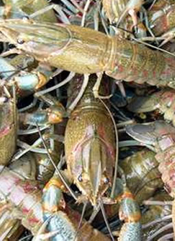 淡水小龙虾养殖技术--生物学特性