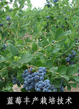 蓝莓丰产栽培技术