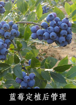 蓝莓定植后管理