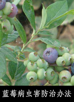 蓝莓病虫害防治办法