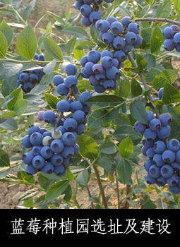 蓝莓种植园选址及建设
