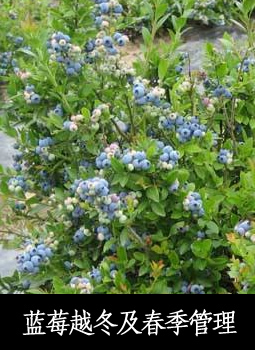 蓝莓越冬及春季管理