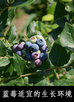蓝莓适宜的生长环境