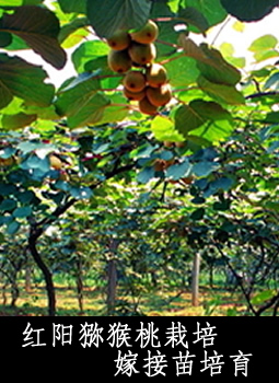 红阳猕猴桃栽培嫁接苗培育