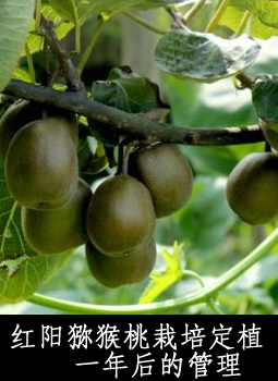 红阳猕猴桃栽培定植一年后的管理