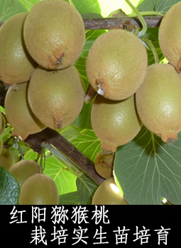 红阳猕猴桃栽培实生苗培育