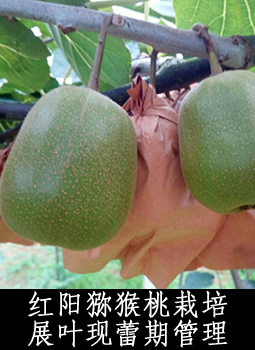 红阳猕猴桃栽培展叶现蕾期管理