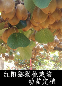 红阳猕猴桃栽培幼苗定植