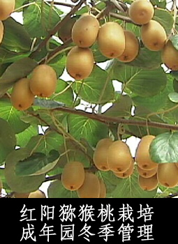 红阳猕猴桃栽培成年园冬季管理