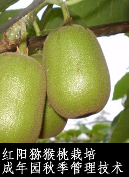 红阳猕猴桃栽培成年园秋季管理技术
