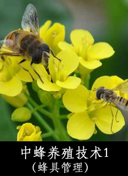 中蜂养殖技术1（蜂具管理）