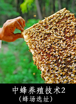 中蜂养殖技术2（蜂场选址）