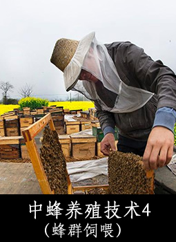中蜂养殖技术4（蜂群饲喂）