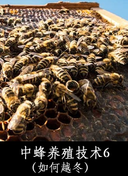 中蜂养殖技术6（如何越冬）