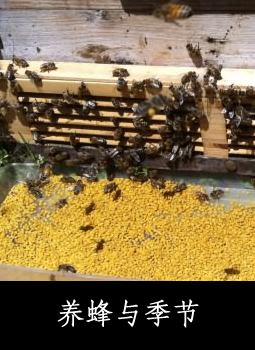 养蜂与季节