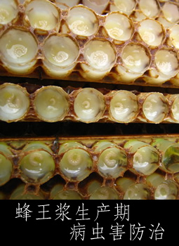 蜂王浆生产期病虫害防治