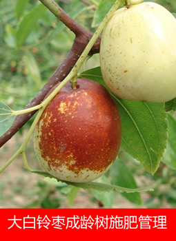 大白铃枣成龄树施肥管理