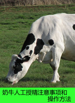 奶牛人工授精注意事项和操作方法