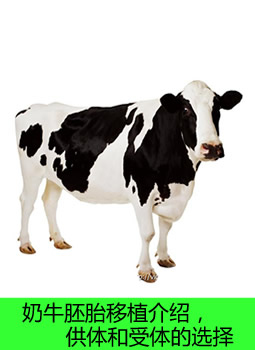 奶牛胚胎移植介绍，供体和受体的选择