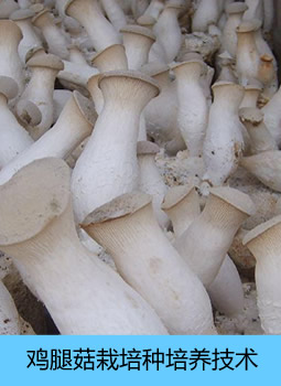 鸡腿菇栽培种培养技术