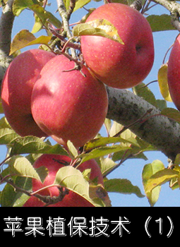 苹果植保技术（1）