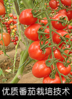 优质番茄栽培技术